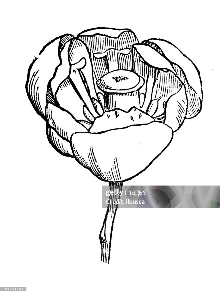 Antique botany illustration: Berberis, barberry