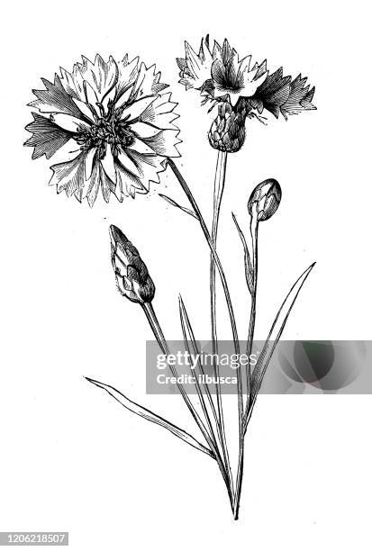 antike botanik illustration: centaurea cyanus, kornblume - kornblume stock-grafiken, -clipart, -cartoons und -symbole