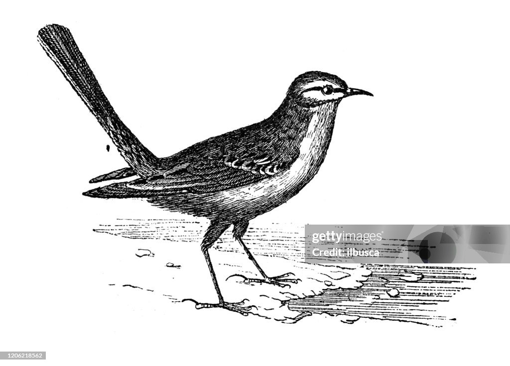 Antique animal illustration: white wagtail (Motacilla alba)