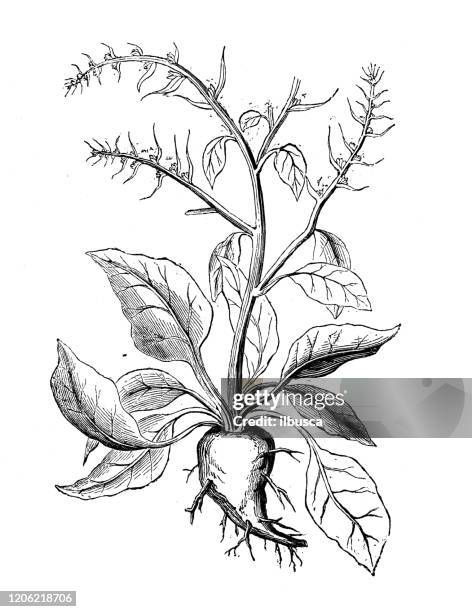 antique botany illustration: beta vulgaris (beet) - beetroot stock illustrations