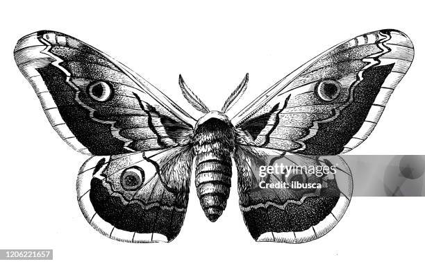 ilustrações de stock, clip art, desenhos animados e ícones de antique animal illustration: saturnia pyri, giant peacock moth, great peacock moth, giant emperor moth - moth