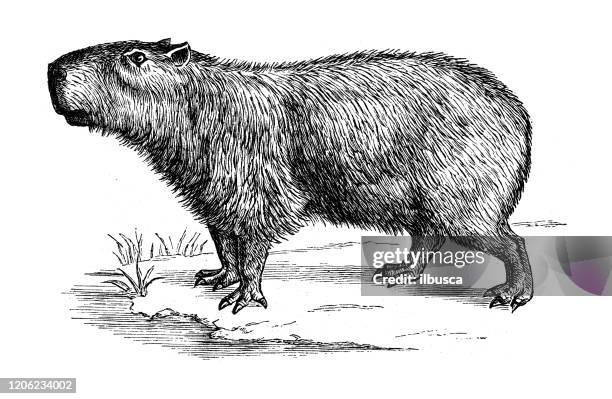 古董動物插圖：卡皮巴拉（水力學） - capybara 幅插畫檔、美工圖案、卡通及圖標