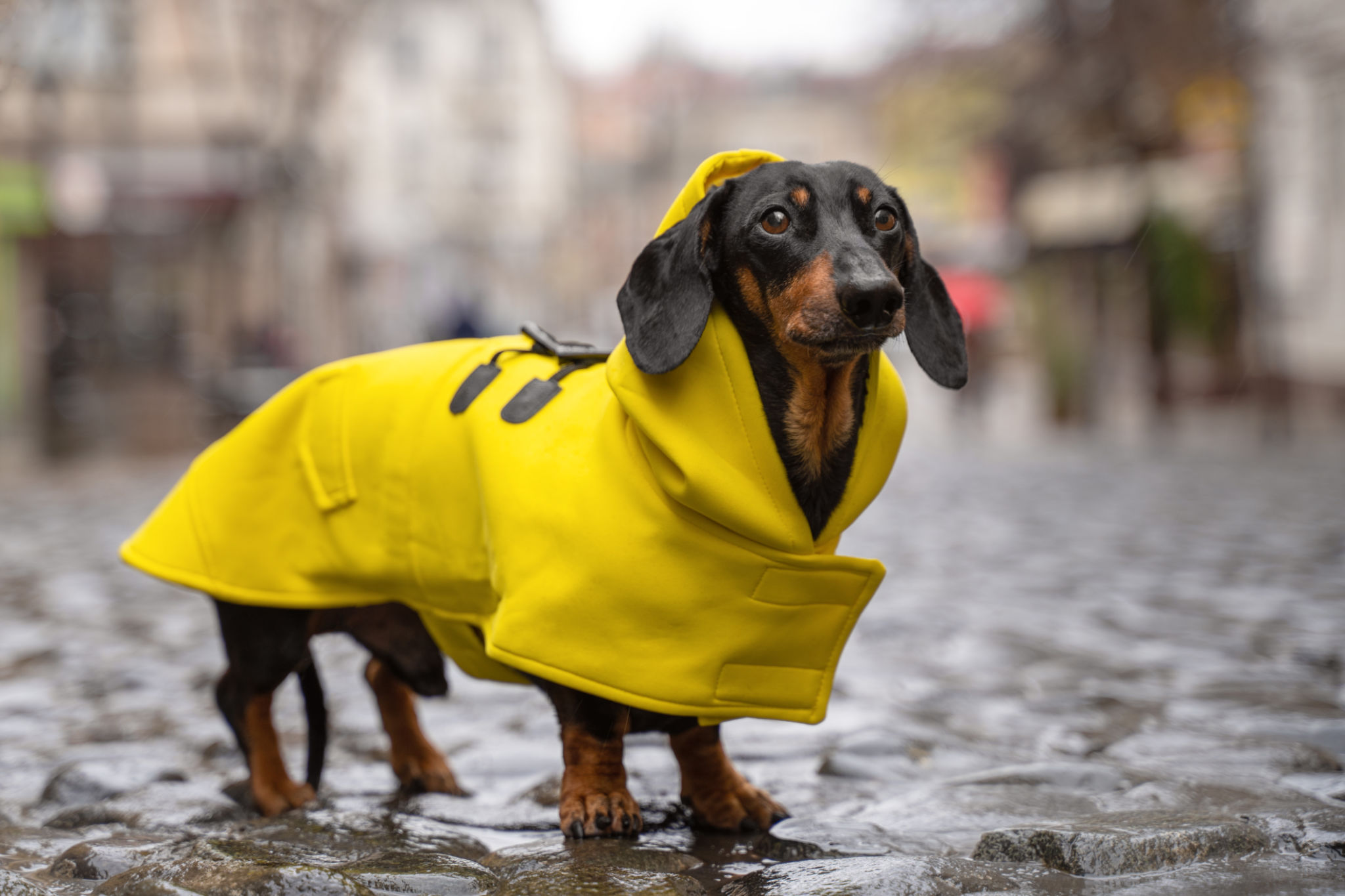 dog in raincoat