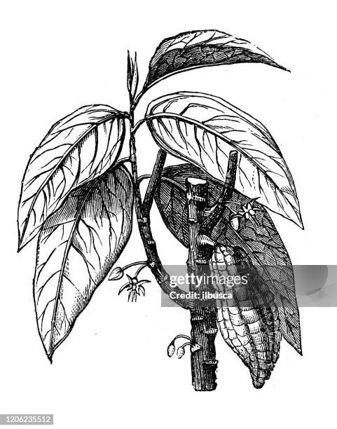 antique botany illustration: theobroma cacao, cacao tree, cocoa tree - theobroma stock illustrations