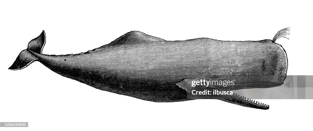 Illustration animale antique : cachawhale (Physeter macrocephalus), cachalot