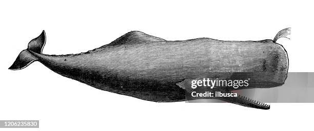 illustrazioni stock, clip art, cartoni animati e icone di tendenza di illustrazione animale antica: capodoglio (physeter macrocephalus), cachalot - whales