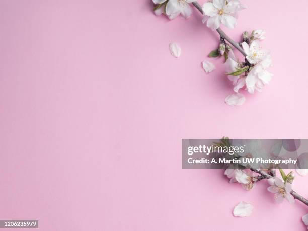 winter composition. photo frame almond flowers on pink background. autumn, winter concept. flat lay, top view. - almond blossom stock-fotos und bilder