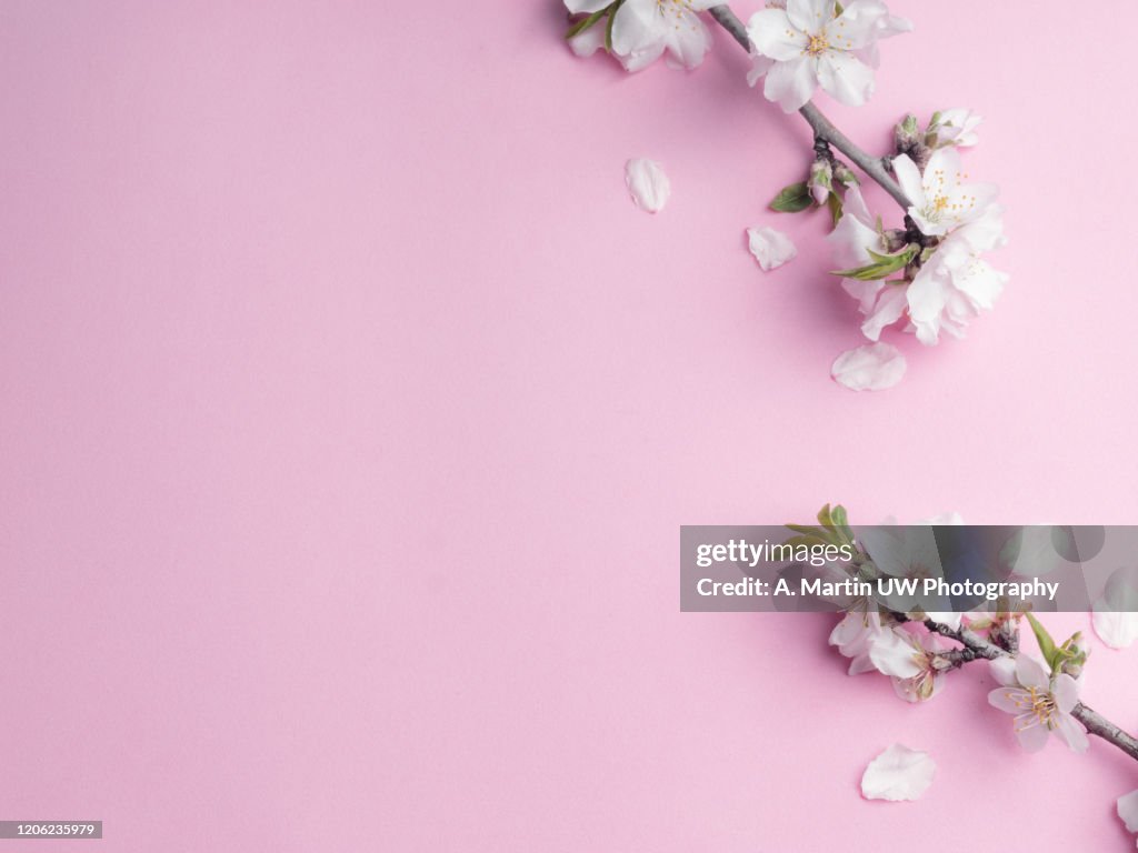 Winter Composition Photo Frame Almond Flowers On Pink Background Autumn  Winter Concept Flat Lay Top View High-Res Stock Photo - Getty Images