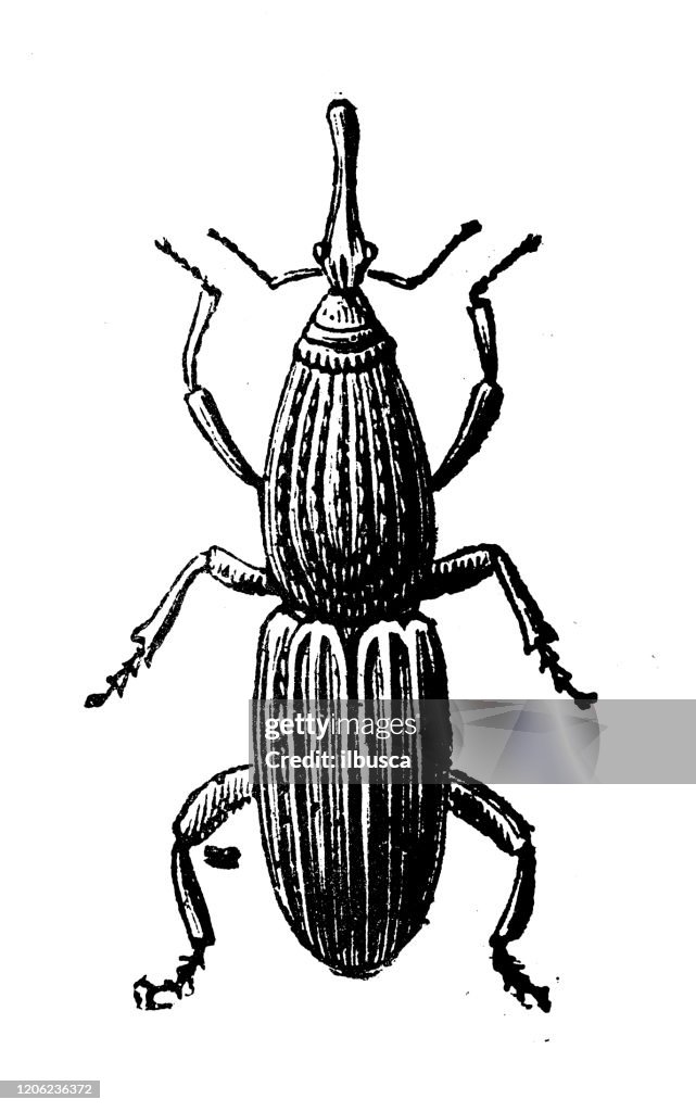 Antique animal illustration: wheat weevil (Sitophilus granarius)