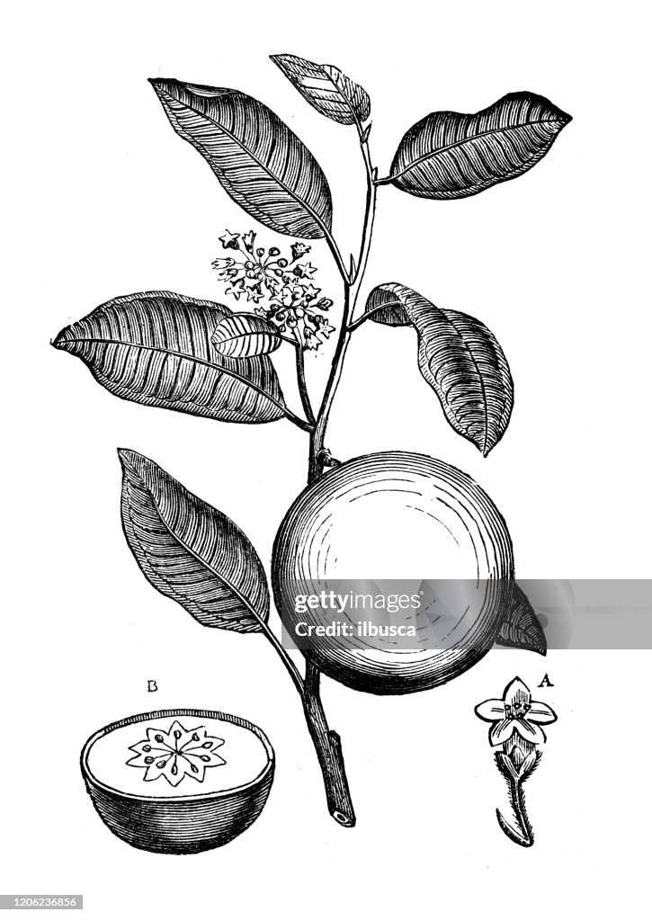 Antique botany illustration: Chrysophyllum cainito, cainito, caimito, tar apple, star apple, purple star apple, golden leaf tree