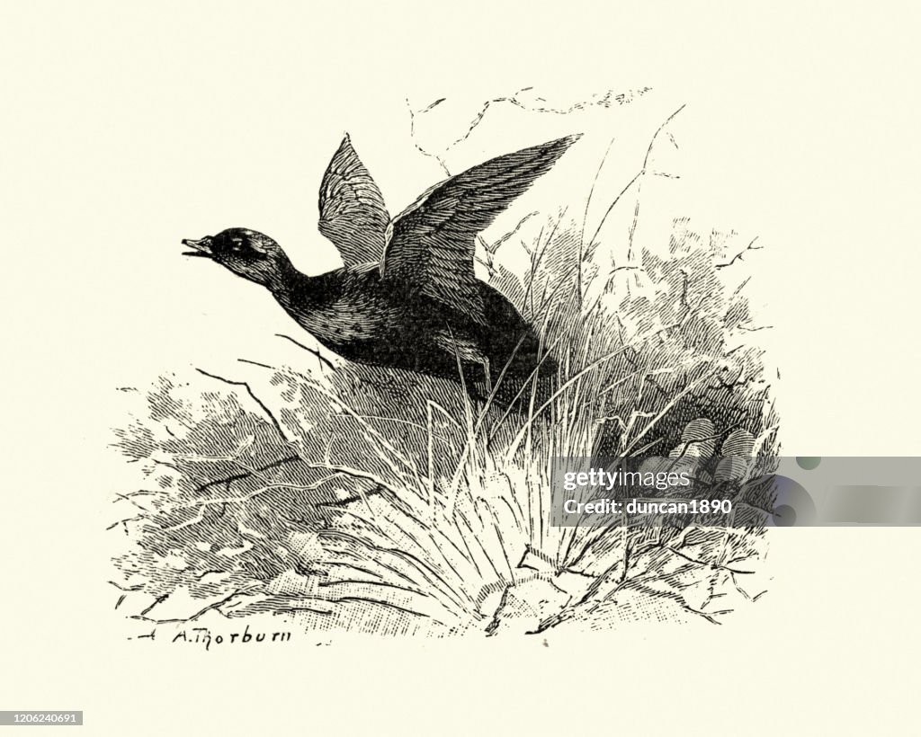 Common scoter taking flight from its nest and eggs