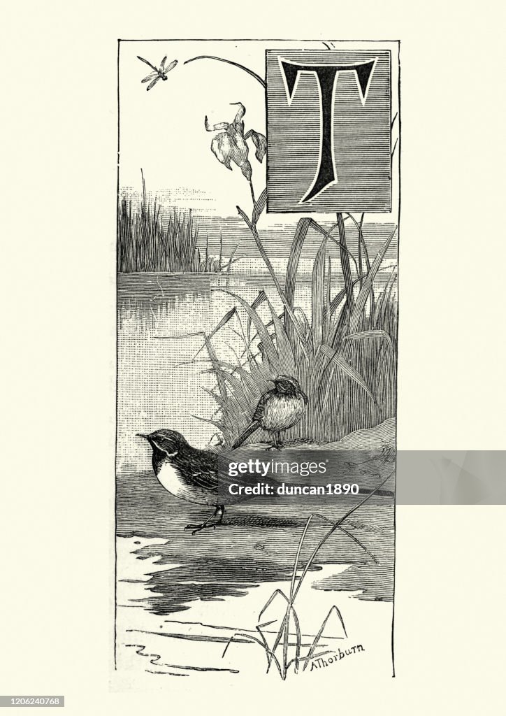 Pair of Grey wagtails (Motacilla cinerea)