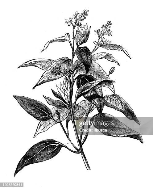 antique botany illustration: cinnamomum camphora, camphor tree, camphorwood, camphor laurel - cinnamon stock illustrations