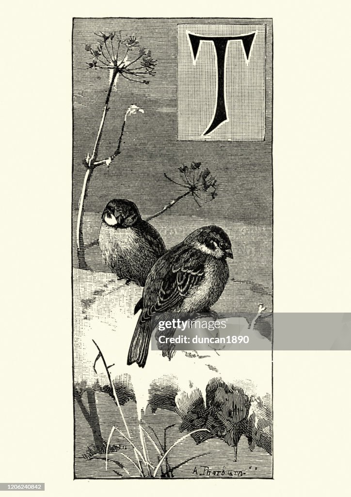 Two Tree sparrows perched on a branch