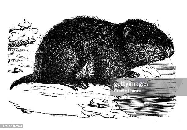 antique animal illustration: - water vole stock illustrations