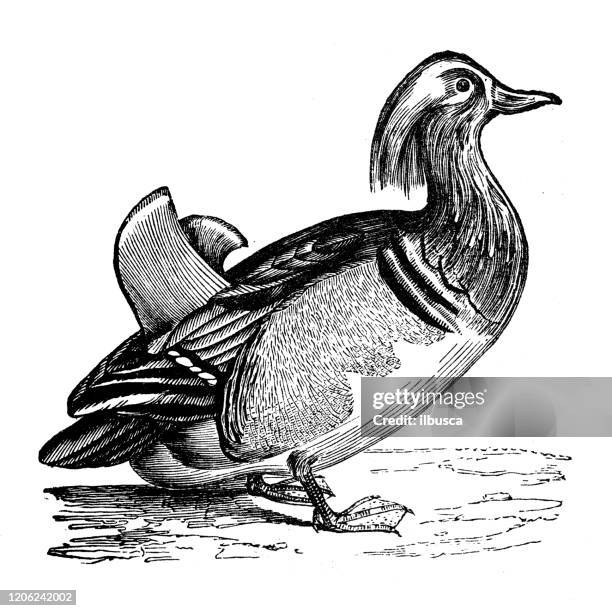 ilustrações de stock, clip art, desenhos animados e ícones de antique animal illustration: mandarin duck (aix galericulata) - pato carolino