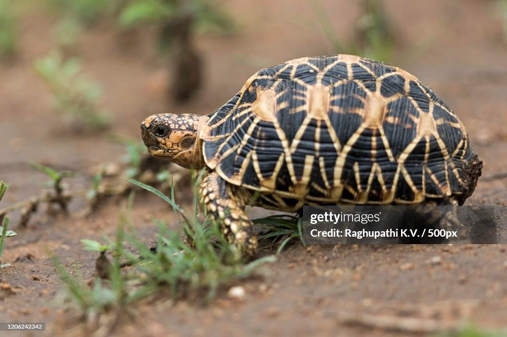Black and beige spider pattern tortoise profile