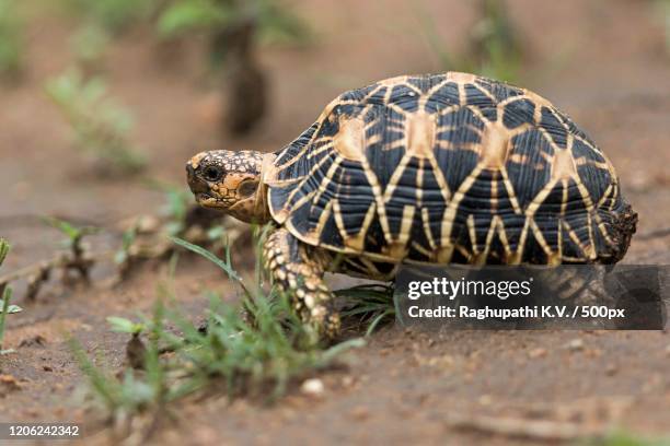 black and beige spider pattern tortoise profile - spider tortoise stock pictures, royalty-free photos & images
