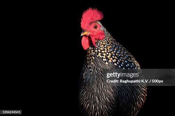 close up of hen, masinigudi, india - henne stock-fotos und bilder