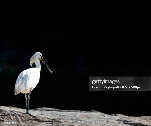 eurasian spoonbill (platalea leucorodia) - lepelaar stockfoto's en -beelden