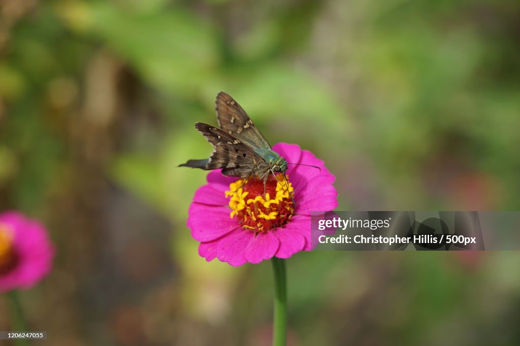 Close up of long-tailed skipper( Urbanus proteus) sitting on flower