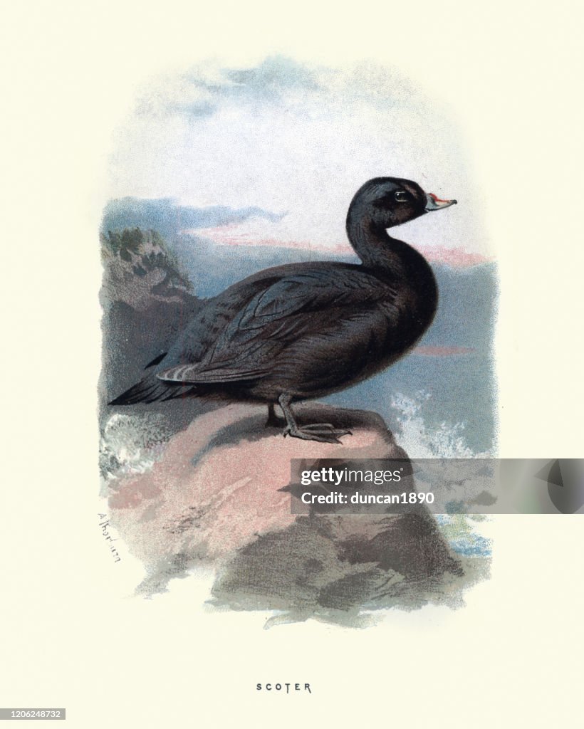Common scoter (Melanitta nigra) a large sea duck