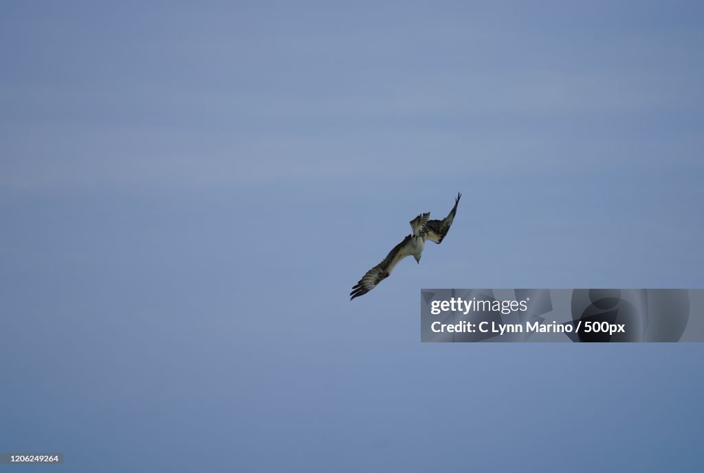 Osprey diving during flight