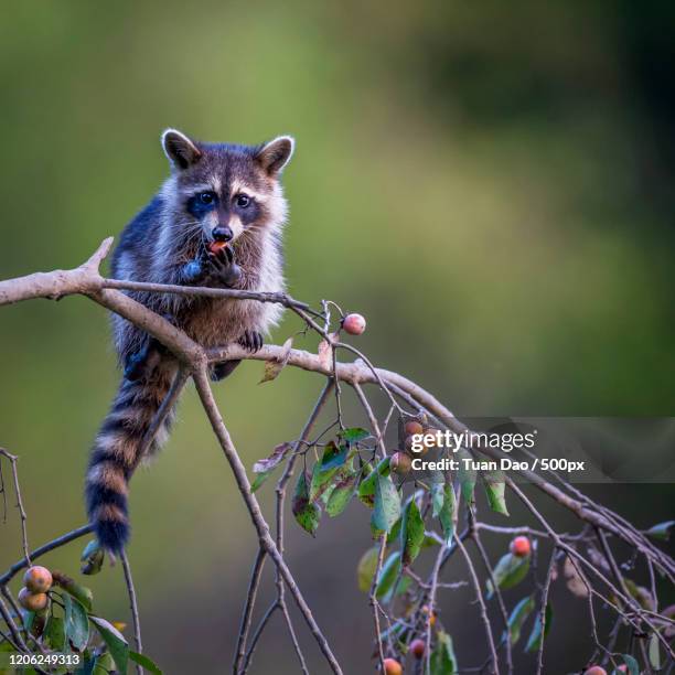 photography of eating racoon (procyon lotor) - raccoon stock pictures, royalty-free photos & images