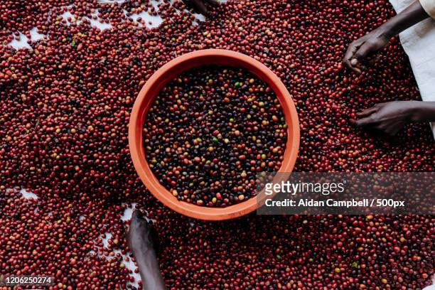 sorting coffee cherries - rwanda stockfoto's en -beelden