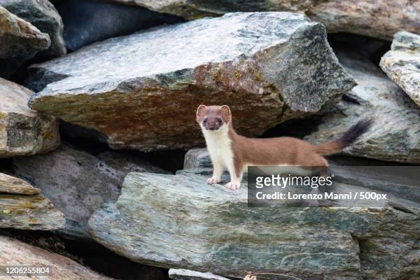 ermine standing on rock, chiesa in valmalenco, italy - ermine stock pictures, royalty-free photos & images
