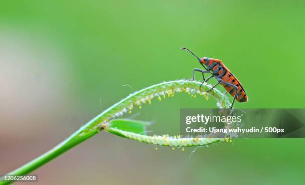 dysdercus cingulatus perching on grass - red cotton bug stock pictures, royalty-free photos & images