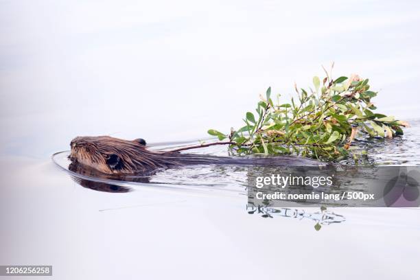 beaver swimming in mizzy lake, huntsville, ontario, canada - beaver stockfoto's en -beelden