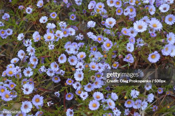close-up of daisies - oleg prokopenko fotografías e imágenes de stock