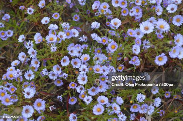 close-up of daisies - oleg prokopenko bildbanksfoton och bilder