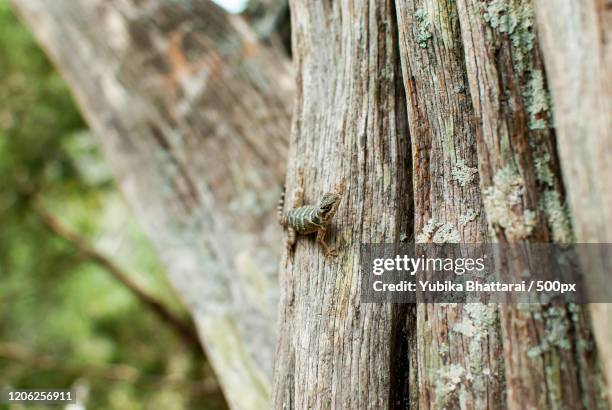 lizard on tree, san saba, texas, usa - san saba polo team stock pictures, royalty-free photos & images