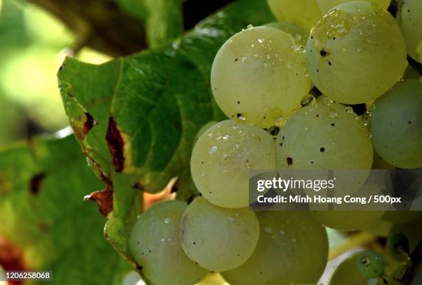 white grapes on vine - white grape ストックフォトと画像