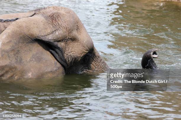 elephant in deep water - protruding stock pictures, royalty-free photos & images
