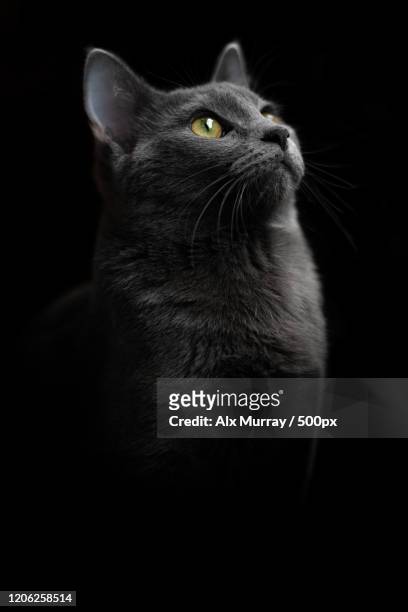 portrait of cat - cat studio stock pictures, royalty-free photos & images