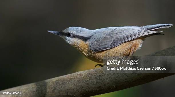 nuthatch perching on branch, germany - nuthatch stock pictures, royalty-free photos & images