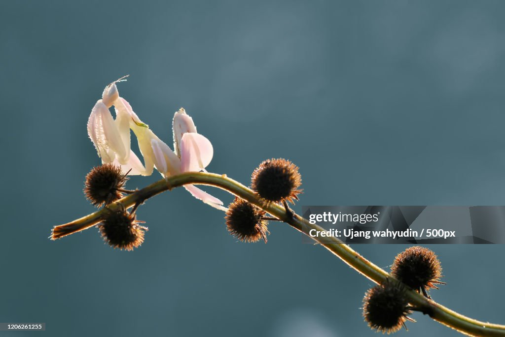 Praying Mantis on plant