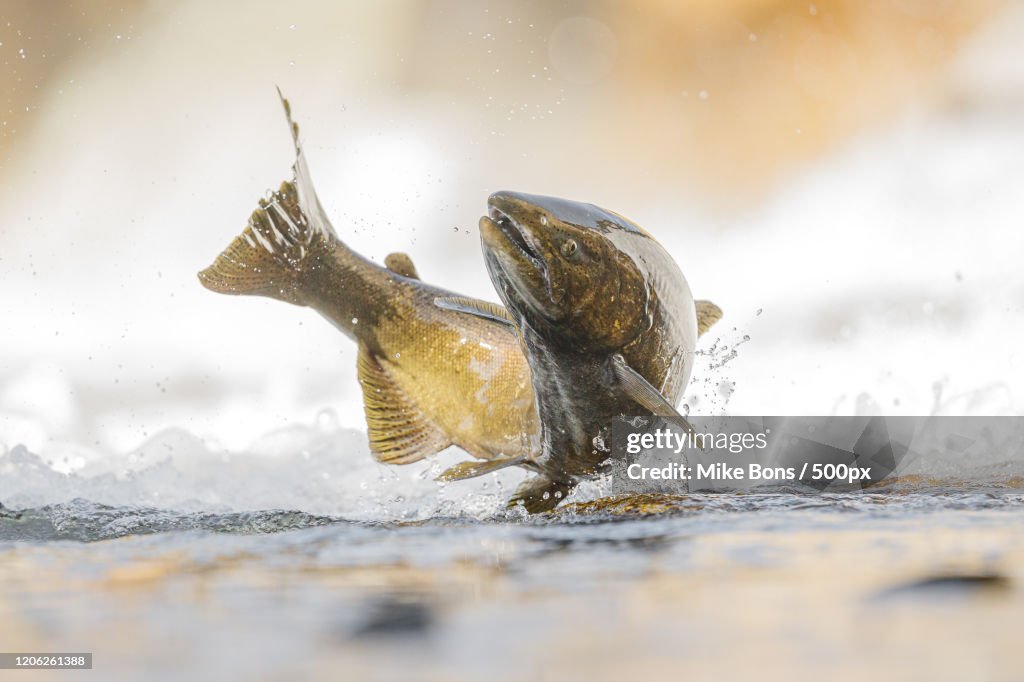 Close-up of salmon in water, Cobourg, Canada