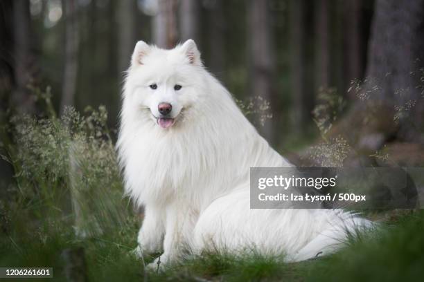 close up portrait of samoyed in forest - samojeed stockfoto's en -beelden