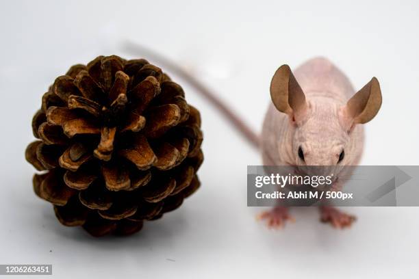 close up of hairless mouse eating next to conifer cone on white background - hairless mouse stock pictures, royalty-free photos & images