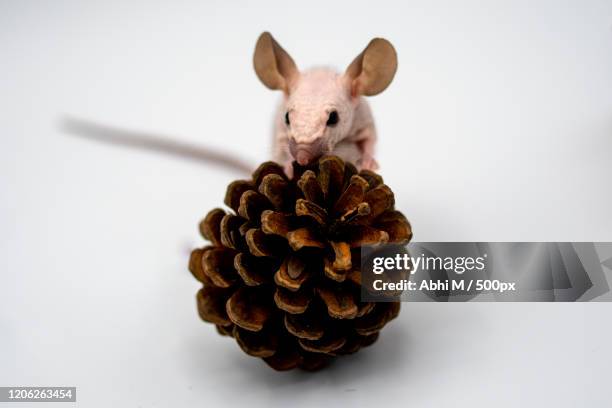 close up of hairless mouse climbing conifer cone on white background - hairless mouse stock pictures, royalty-free photos & images