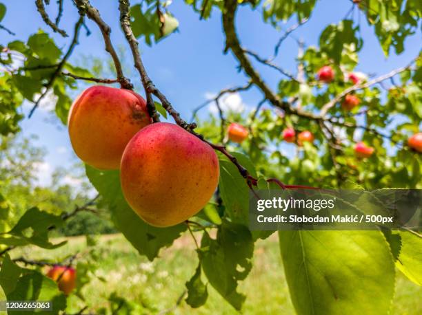 close up of tree with fresh apricots - abricoteiro - fotografias e filmes do acervo