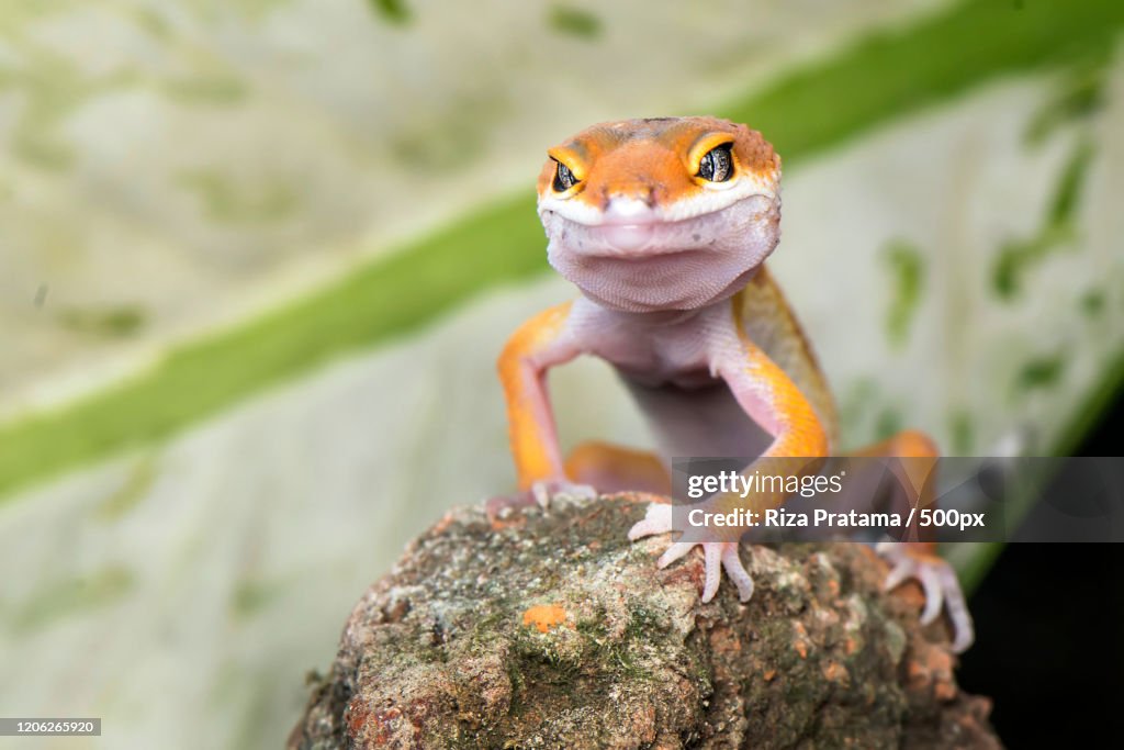 Close-up of gecko