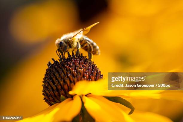 close up of honey bee on black eyed susan - black eyed susan stockfoto's en -beelden