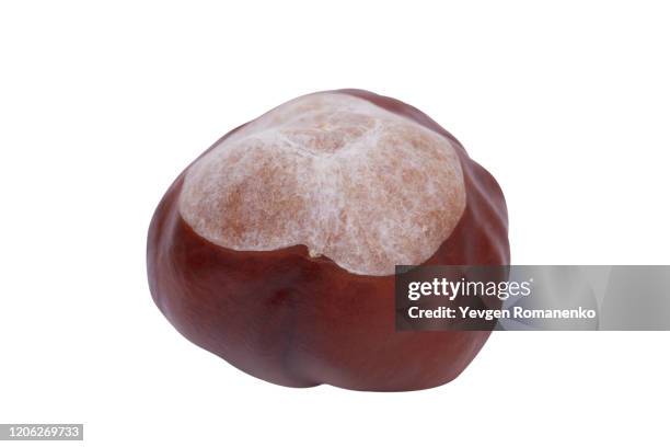 chestnut isolated on white background - chestnut tree stock pictures, royalty-free photos & images