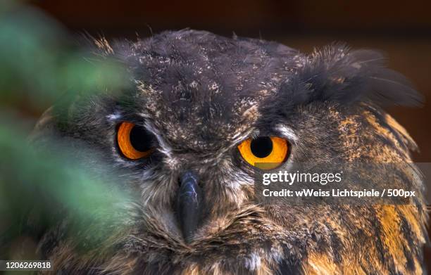 close up of eagle owl - lichtspiele stock pictures, royalty-free photos & images