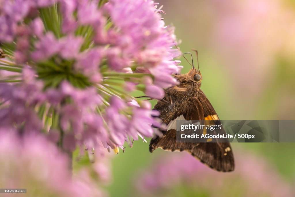 Close-up of silver-spotted skipper (Epargyreus clarus) on allium